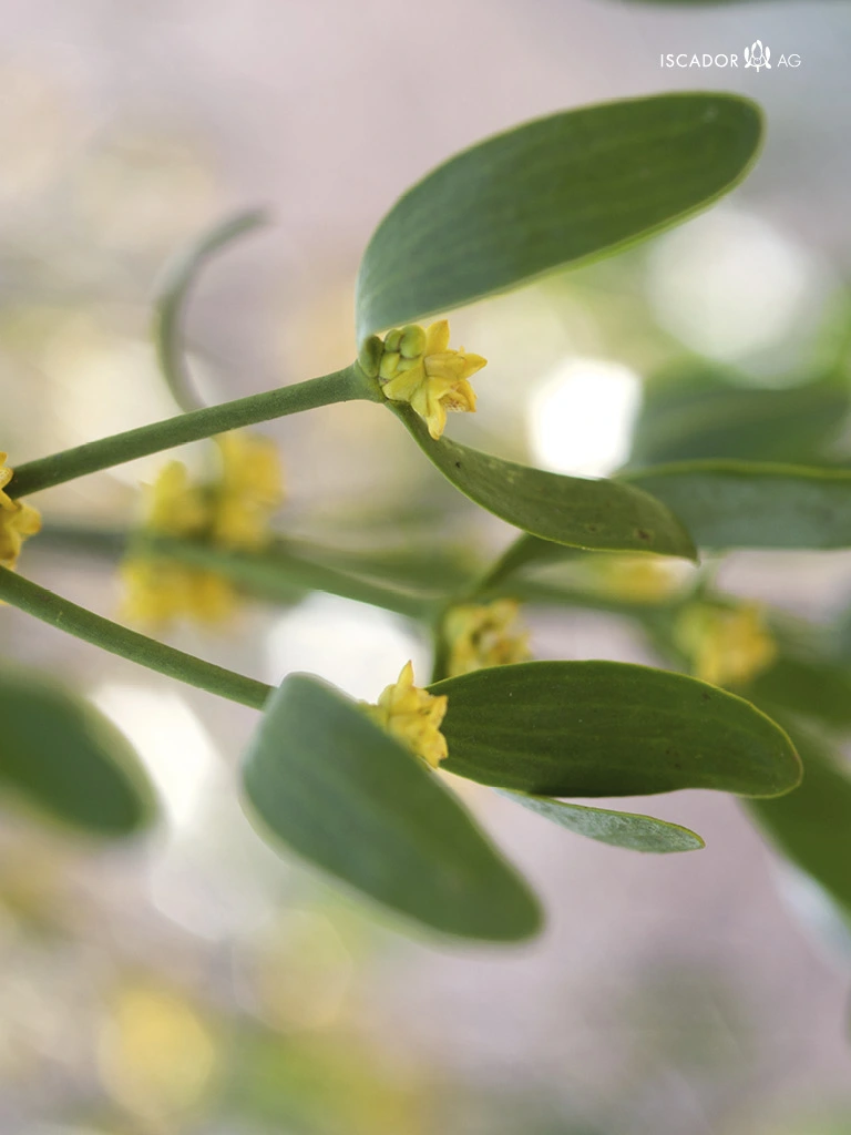 Mistelblüte