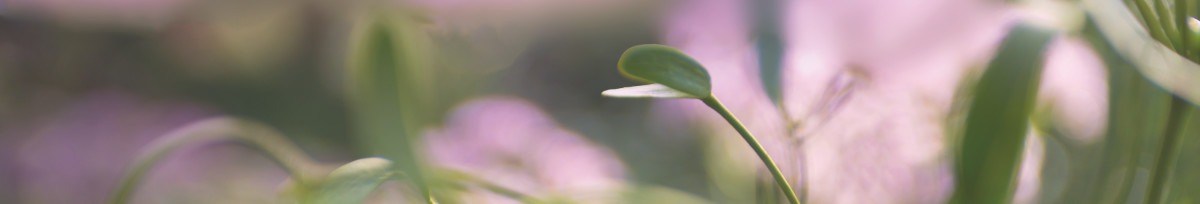 03 bea violett DSC 5294